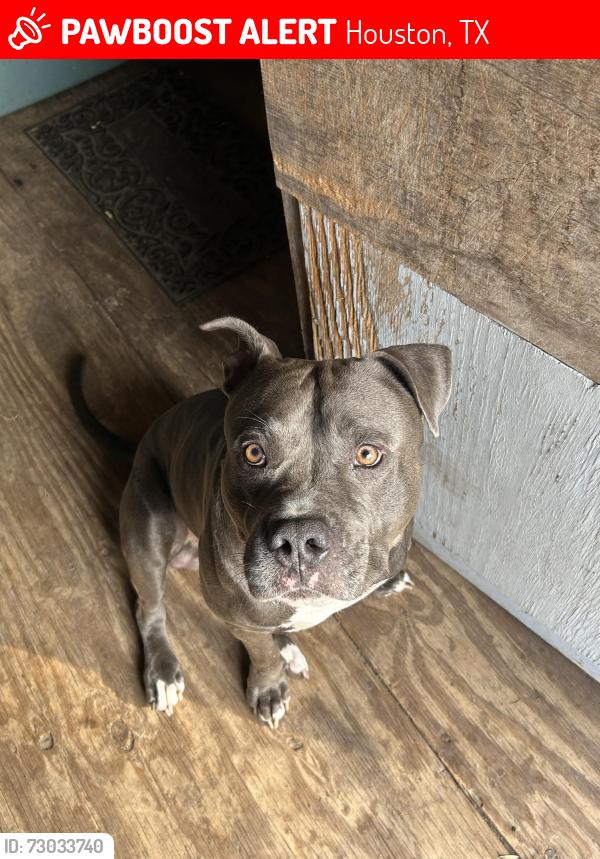 Lost Male Dog last seen In neighborhood , Houston, TX 77429