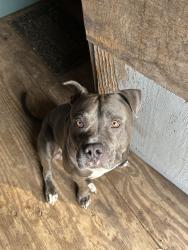 Lost Male Dog last seen In neighborhood , Houston, TX 77429