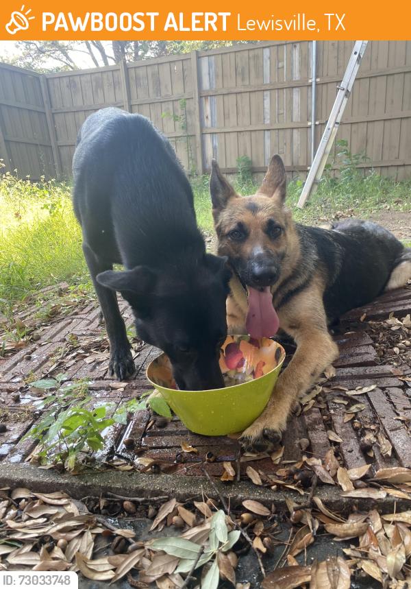 Found/Stray Female Dog last seen Near carnation drive, Lewisville, TX 75067