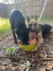 Found/Stray Female Dog last seen Near carnation drive, Lewisville, TX 75067