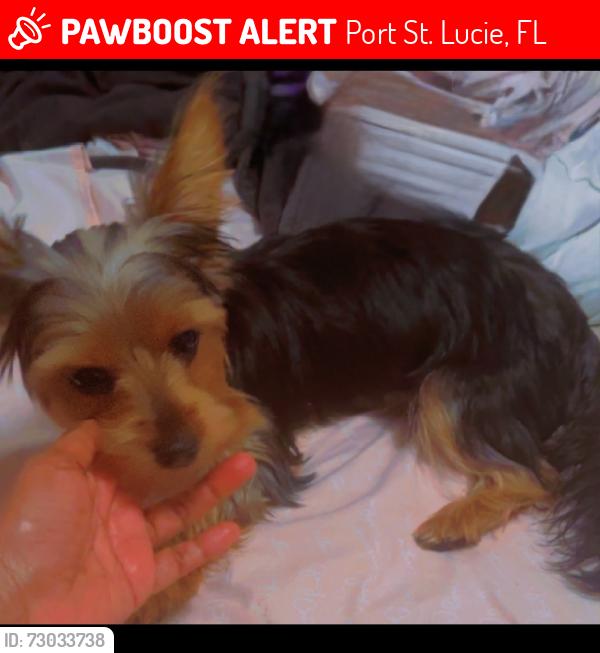 Lost Female Dog last seen Savona, Port St. Lucie, FL 34953