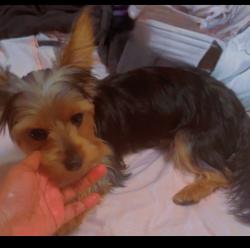 Lost Female Dog last seen Savona, Port St. Lucie, FL 34953