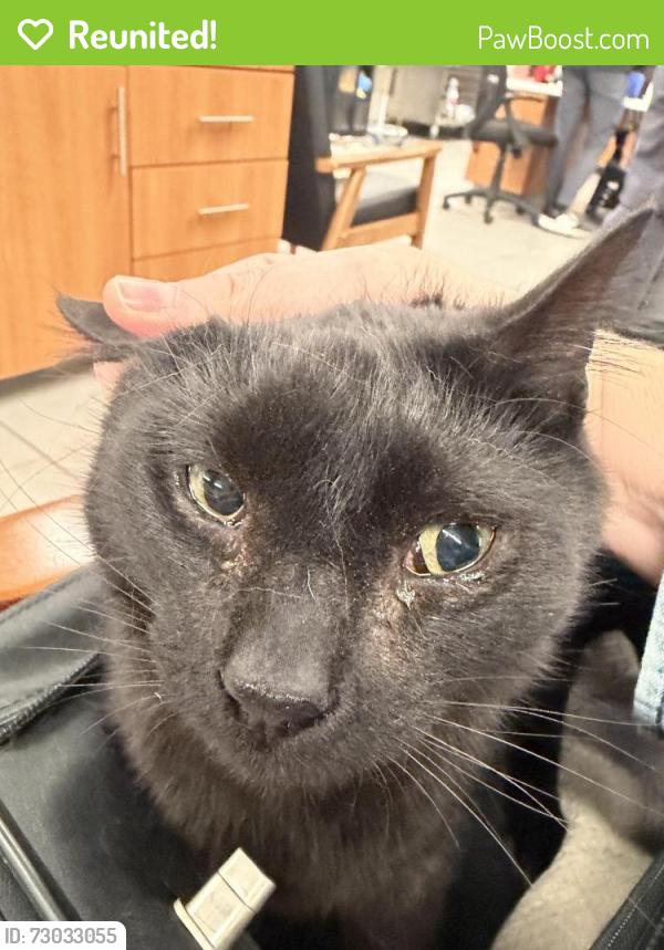 Reunited Unknown Cat last seen Wadsworth and Bellevue , Littleton, CO 80127