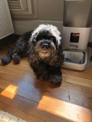 Reunited Female Dog last seen Fox road, Edison, NJ 08817