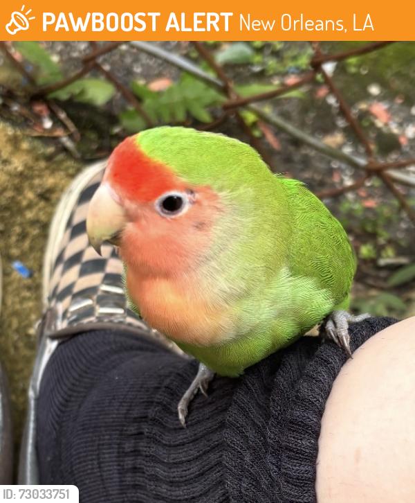 Found/Stray Unknown Bird last seen Dauphine/Louisa, New Orleans, LA 70117