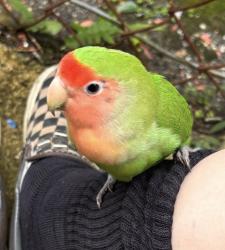 Found/Stray Unknown Bird last seen Dauphine/Louisa, New Orleans, LA 70117