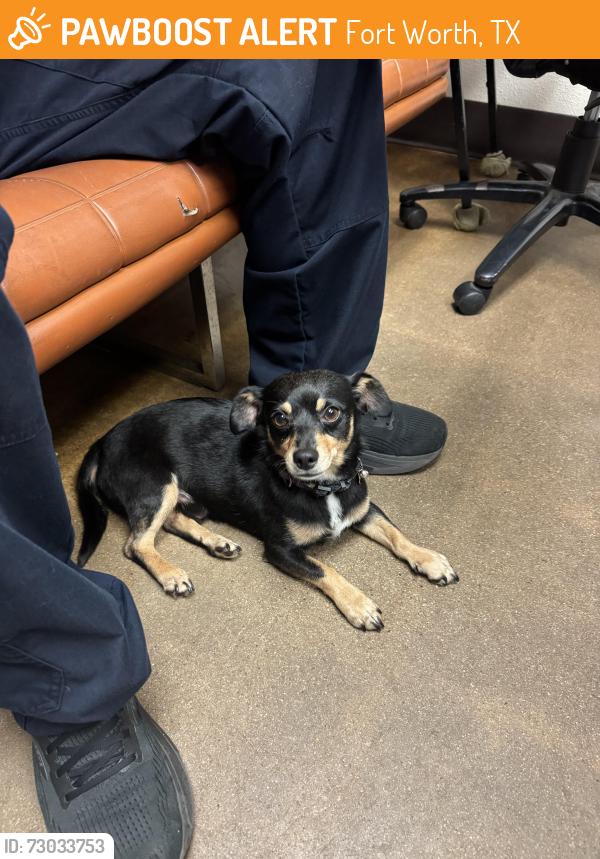 Found/Stray Male Dog last seen Fire station 7, Fort Worth, TX 76120