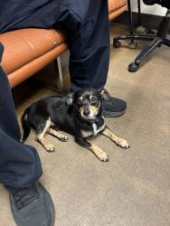 Found/Stray Male Dog last seen Fire station 7, Fort Worth, TX 76120
