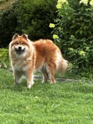 Found/Stray Unknown Dog last seen 56th Irvington , Irvington, NJ 07111