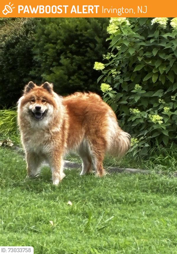 Found/Stray Unknown Dog last seen 56th Irvington , Irvington, NJ 07111