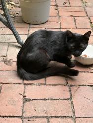 Found/Stray Unknown Cat last seen Wyndmoor,PA, Wyndmoor, PA 19038