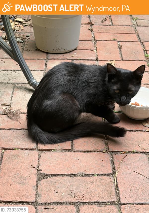 Found/Stray Unknown Cat last seen Wyndmoor,PA, Wyndmoor, PA 19038