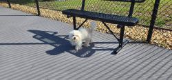 Found/Stray Male Dog last seen Selma Pickleball Courts, Selma, NC 27576