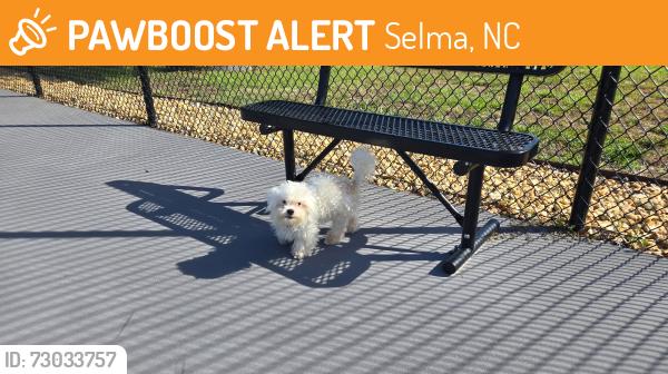 Found/Stray Male Dog last seen Selma Pickleball Courts, Selma, NC 27576