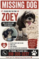 Lost Female Dog last seen Grand boulevard , Brentwood, NY 11717