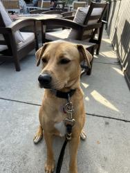 Lost Female Dog last seen Hwys 29 and 28, Centreville, VA 20124