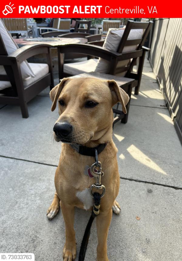 Lost Female Dog last seen Hwys 29 and 28, Centreville, VA 20124