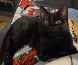 Lost Female Cat last seen Eden Dr, Inverness, FL 34450