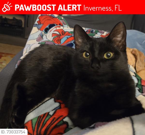 Lost Female Cat last seen Eden Dr, Inverness, FL 34450