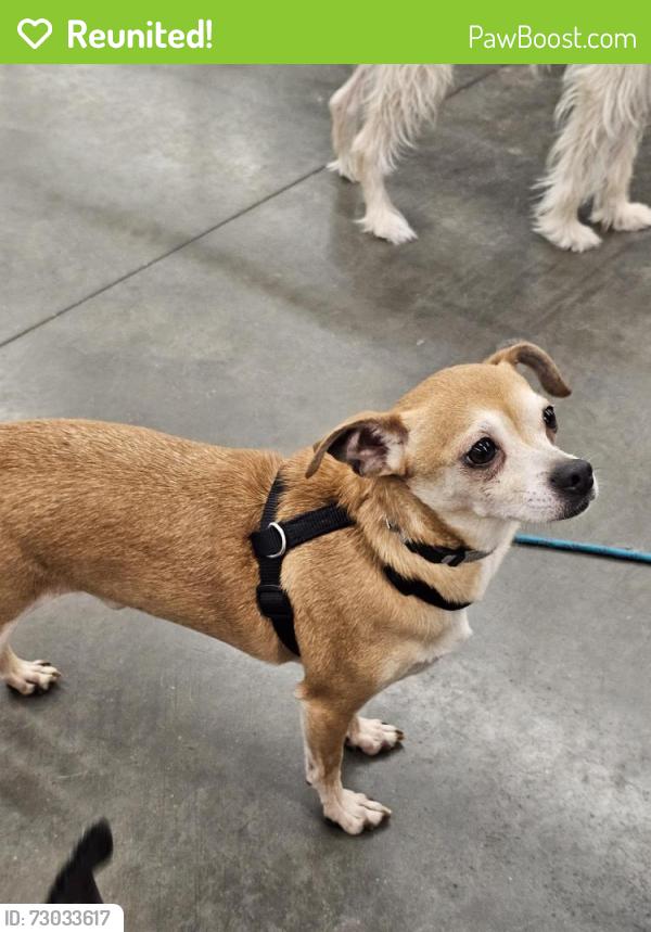 Reunited Male Dog last seen Regal Cinemas and Ashley Furniture store, Lowell, NC 28098