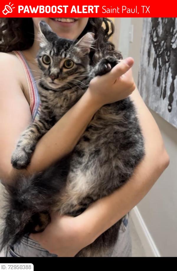 Lost Male Cat last seen Near Vista Oaks Ln, Saint Paul, TX 75098