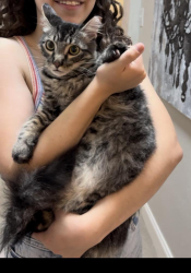 Lost Male Cat last seen Near Vista Oaks Ln, Saint Paul, TX 75098