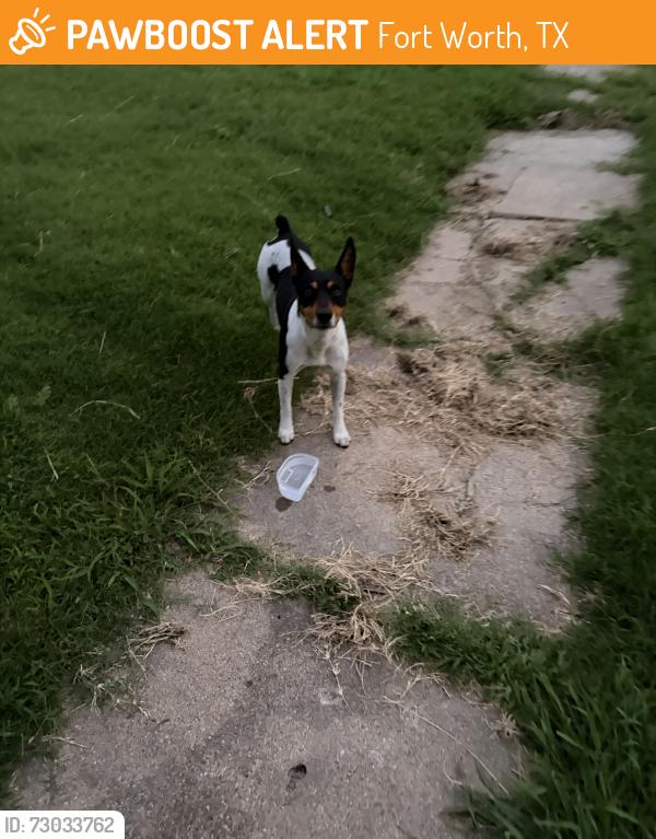 Found/Stray Male Dog last seen horne como, Fort Worth, TX 76107