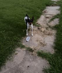 Found/Stray Male Dog last seen horne como, Fort Worth, TX 76107