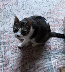 Lost Male Cat last seen Springdale area & Oak Grove area - he’s a wanderer!, Coventry, CT 06238