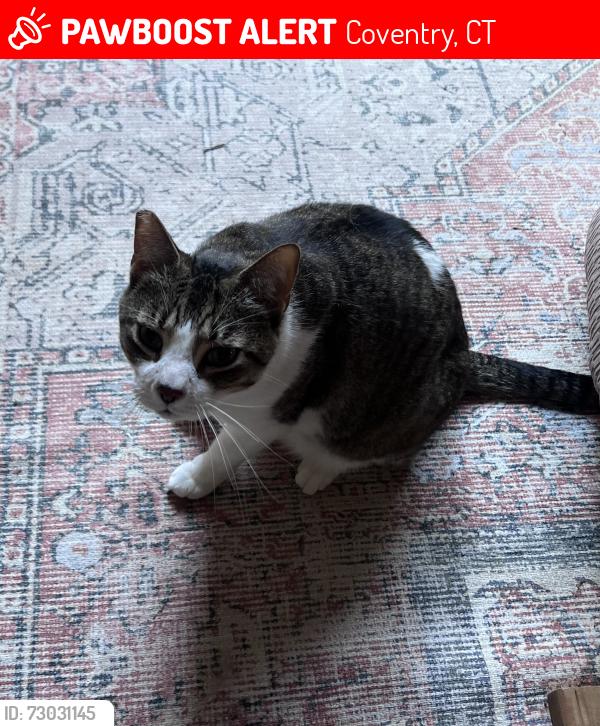 Lost Male Cat last seen Springdale area & Oak Grove area - he’s a wanderer!, Coventry, CT 06238
