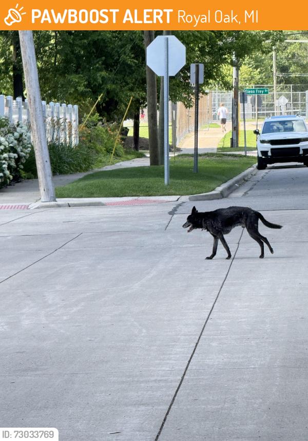 Found/Stray Male Dog last seen Right by Royal Oak middle school , Royal Oak, MI 48067