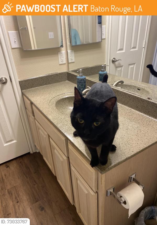 Rehomed Male Cat last seen Live Oaks apmts on Jefferson and Stumberg, Baton Rouge, LA 70816