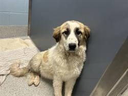 Shelter Stray Unknown Dog last seen Near BLOCK J D JOHNSON RD, PEYTON CO 80831, 610 Abbot Ln, Colorado Springs, CO 80905, USA