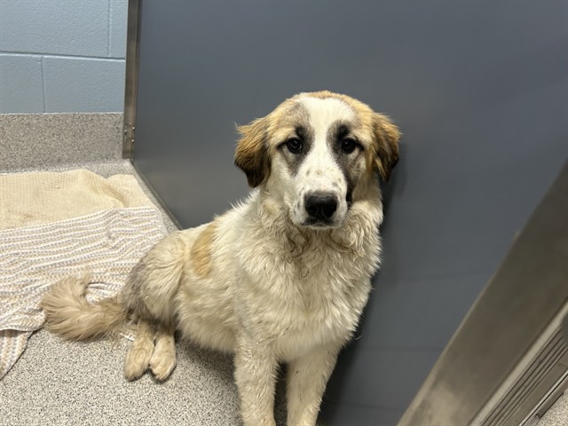 Shelter Stray Unknown Dog last seen Near BLOCK J D JOHNSON RD, PEYTON CO 80831, 610 Abbot Ln, Colorado Springs, CO 80905, USA