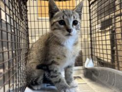 Shelter Stray Male Cat last seen , 957 N Gaffey St, San Pedro, CA 90731, USA