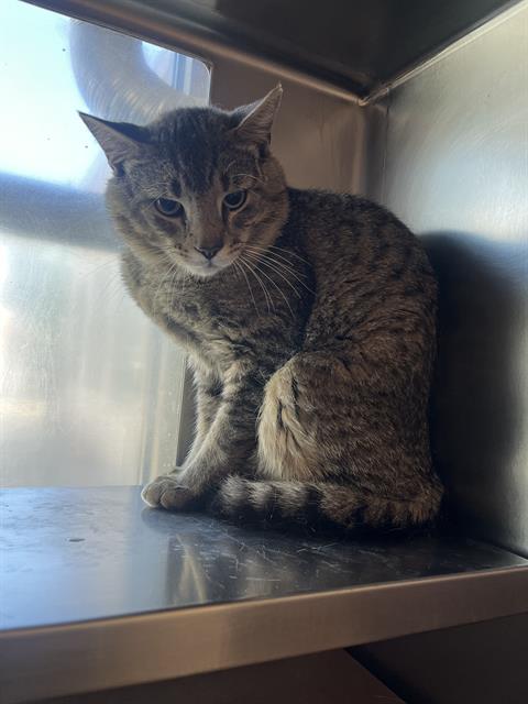 Shelter Stray Unknown Cat last seen DORCHESTER, 350 S Huntington Ave, Jamaica Plain, MA 02130, USA