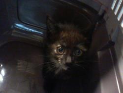 Shelter Stray Female Cat last seen CHARLOTTE, 8315 Byrum Dr, Charlotte, NC 28217, USA