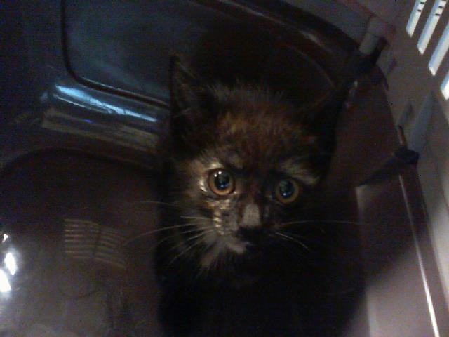 Shelter Stray Female Cat last seen CHARLOTTE, 8315 Byrum Dr, Charlotte, NC 28217, USA