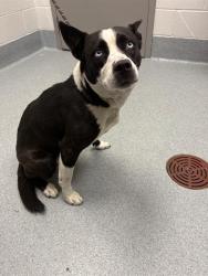 Shelter Stray Female Dog last seen Near, 2600 S Harding St, Indianapolis, IN 46221, USA