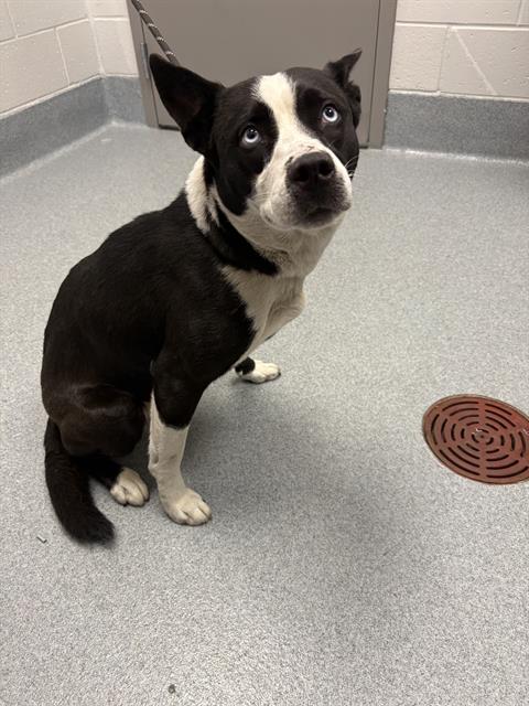 Shelter Stray Female Dog last seen Near, 2600 S Harding St, Indianapolis, IN 46221, USA