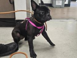 Shelter Stray Female Dog last seen , 14409 Vanowen St, Van Nuys, CA 91405, USA