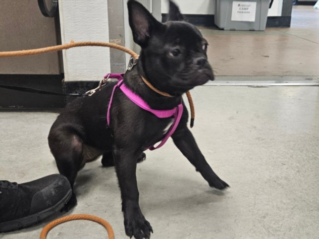 Shelter Stray Female Dog last seen , 14409 Vanowen St, Van Nuys, CA 91405, USA
