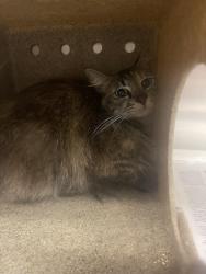 Shelter Stray Unknown Cat last seen , 3201 Lacy St, Los Angeles, CA 90031, USA
