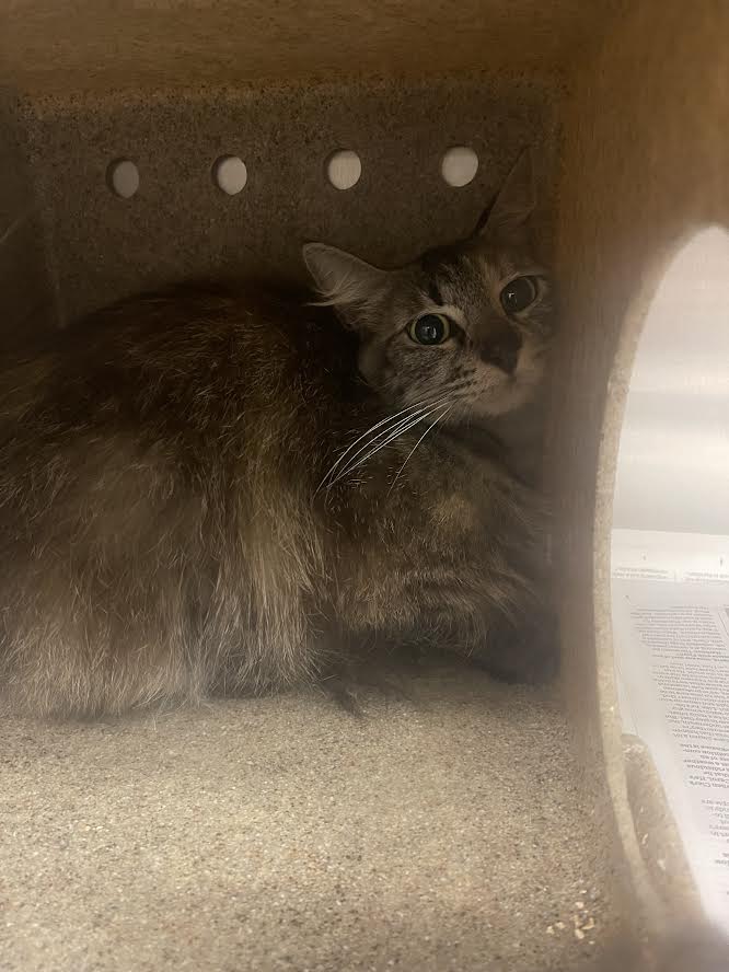 Shelter Stray Female Cat last seen , 3201 Lacy St, Los Angeles, CA 90031, USA