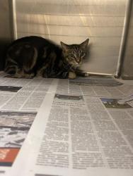 Shelter Stray Unknown Cat last seen , 3201 Lacy St, Los Angeles, CA 90031, USA