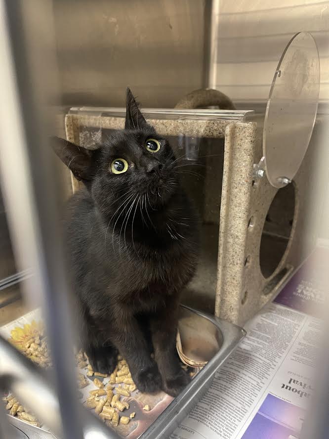 Shelter Stray Female Cat last seen , 3201 Lacy St, Los Angeles, CA 90031, USA