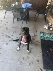 Found/Stray Unknown Dog last seen Double tree park, Highland Village, TX 75077