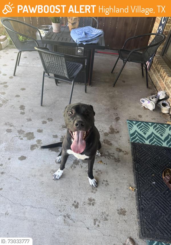 Found/Stray Unknown Dog last seen Double tree park, Highland Village, TX 75077