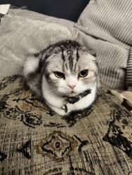 Lost Male Cat last seen Near Whitestag rd, Ontario, CA 91761