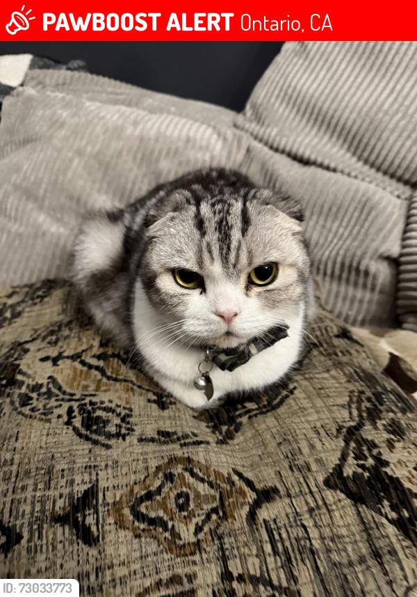Lost Male Cat last seen Near Whitestag rd, Ontario, CA 91761